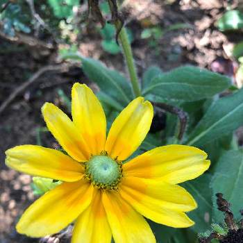 ルドベキア プレーリーサンの投稿画像一覧 Greensnap グリーンスナップ