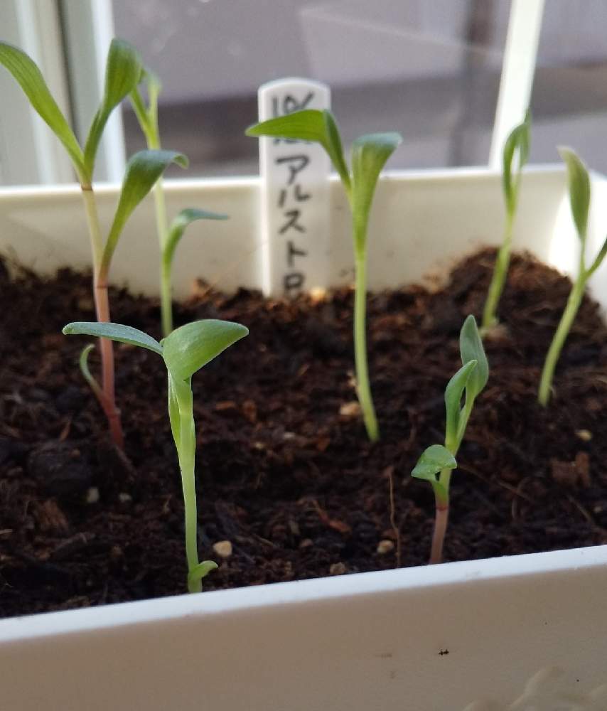 アルストロメリアの投稿画像 By よっしーさん 種まきから育てると種まきから育てる 月12月4日 Greensnap グリーンスナップ Greensnap グリーンスナップ