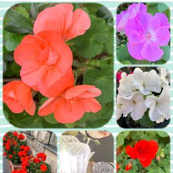 花と灯りの画像 by ハナコさん | お出かけ先と赤いお花と白いお花とピンクのお花と花と灯りと紫のお花