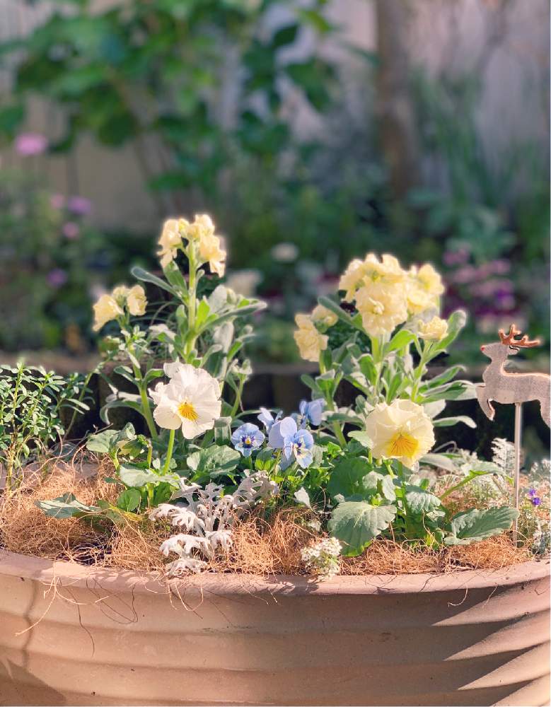 シロタエギクの投稿画像 By Junさん ビオラとレースラベンダーとフリル咲きパンジーと八重ストックとスィート アリッサムと水色の花と冬の寄せ植えと 寄せ植えと パンジー ビオラ寄植えフォトコンテスト Cainzと冬の花と冬の花壇と花のある暮らしと白い花と冬のお庭