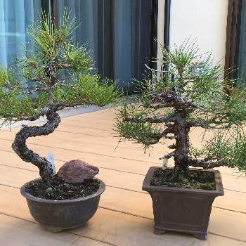 赤松の盆栽の投稿画像一覧 Greensnap グリーンスナップ