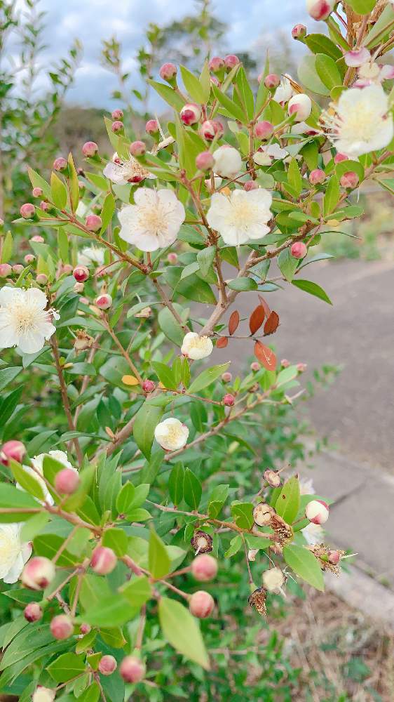 散歩中に Greensnap グリーンスナップ