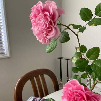 アシュリーの投稿画像一覧 Greensnap グリーンスナップ