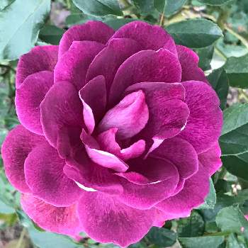 バラの小道の画像 by pipiさん | 広い庭とバーガンディアイスバーグとバラの小道とパープルとパープルのバラと紫のバラと今日のお花と我家の花達と花のある暮らし
