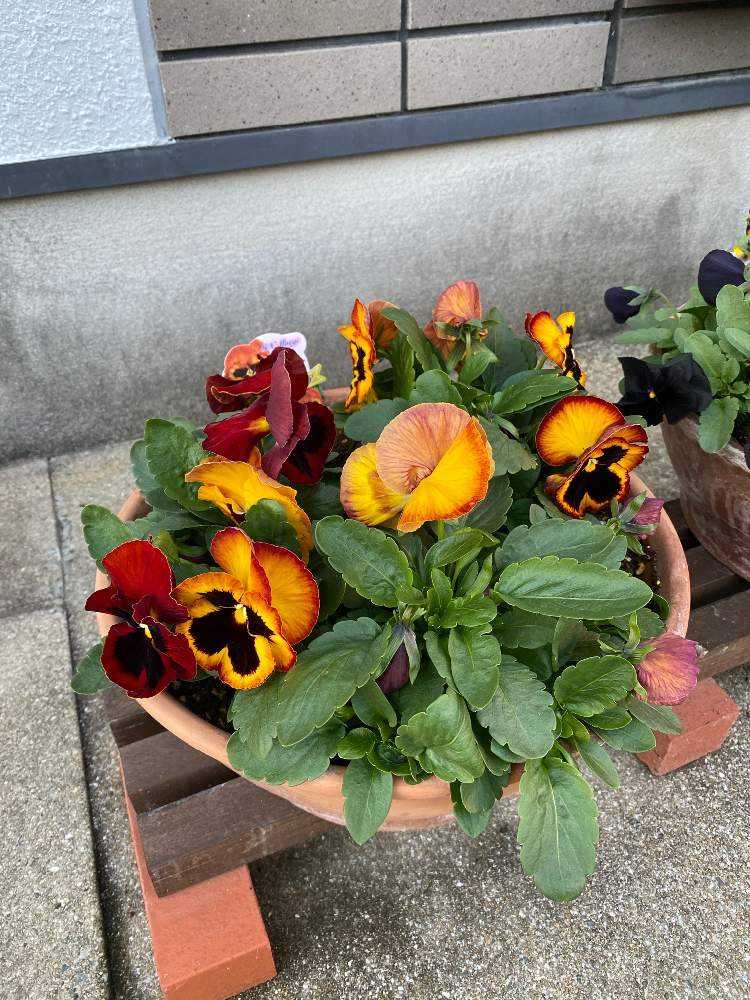 今年のパンジー ビオラ達 Greensnap グリーンスナップ