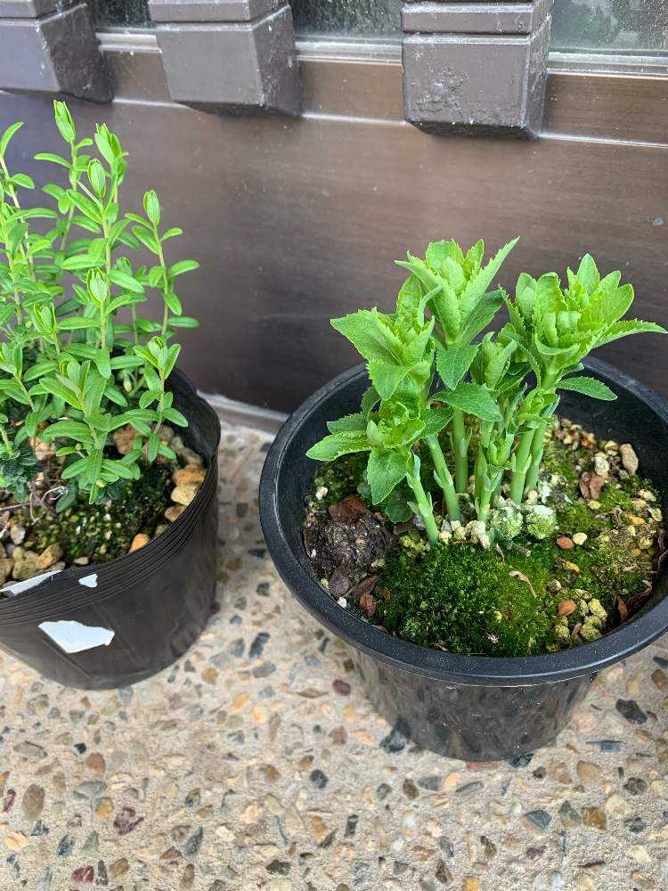 2019年 八重咲き(三重咲き)桔梗を鉢ごと地植えして越冬させました