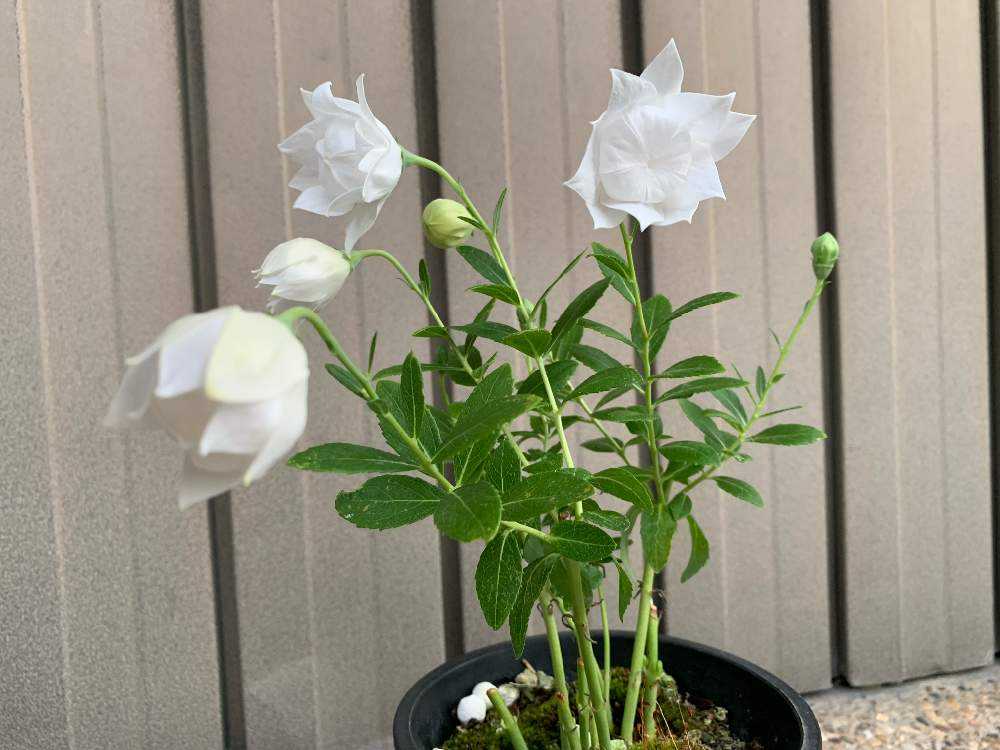 2019年 八重咲き(三重咲き)桔梗を鉢ごと地植えして越冬させました