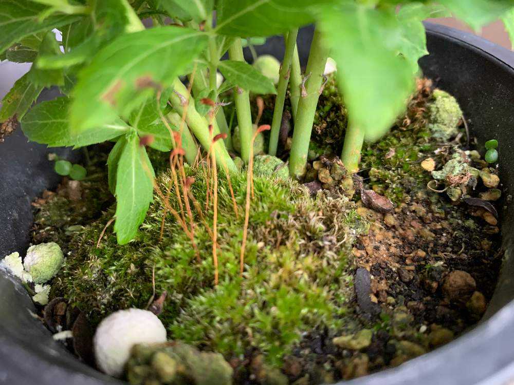 2019年 八重咲き(三重咲き)桔梗を鉢ごと地植えして越冬させました