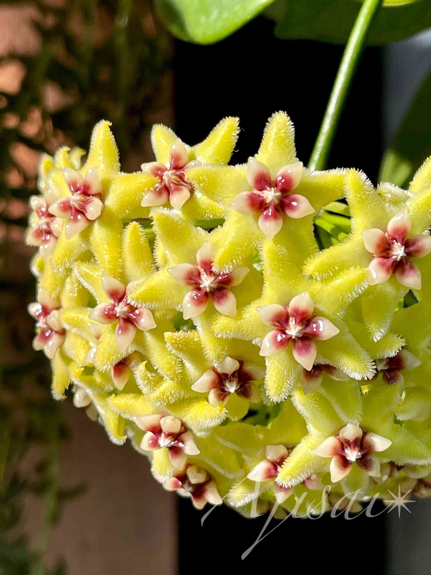 Hoya buotii ｡・:*:・ﾟ'☆,｡・:｜🍀GreenSnap（グリーンスナップ）