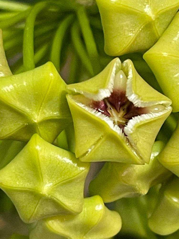 Hoya buotii ｡・:*:・ﾟ'☆,｡・:｜🍀GreenSnap（グリーンスナップ）
