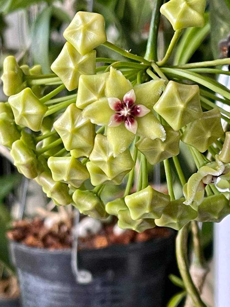 Hoya buotii ｡・:*:・ﾟ'☆,｡・:｜🍀GreenSnap（グリーンスナップ）