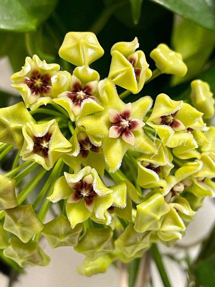 Hoya buotii ｡・:*:・ﾟ'☆,｡・:｜🍀GreenSnap（グリーンスナップ）