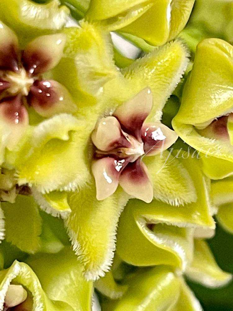Hoya buotii ｡・:*:・ﾟ'☆,｡・:｜🍀GreenSnap（グリーンスナップ）