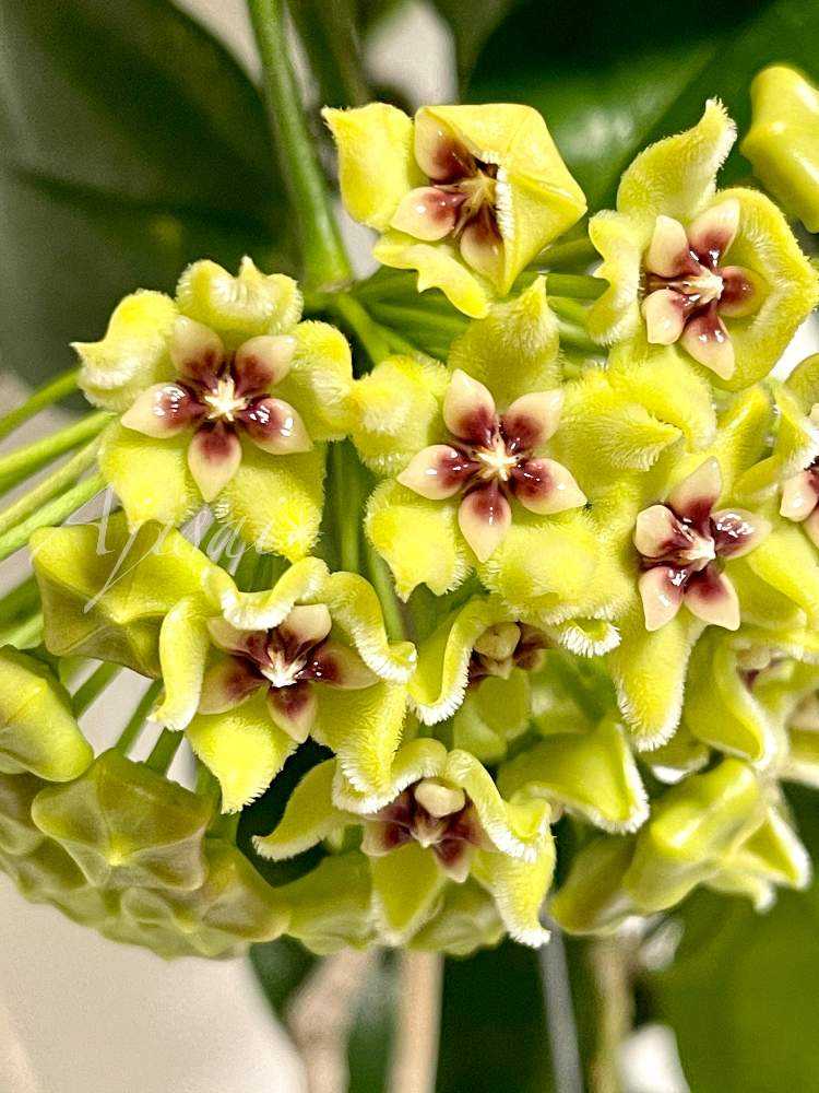 Hoya buotii ｡・:*:・ﾟ'☆,｡・:｜🍀GreenSnap（グリーンスナップ）