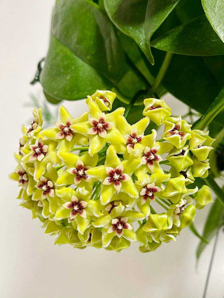 Hoya buotii ｡・:*:・ﾟ'☆,｡・:｜🍀GreenSnap（グリーンスナップ）