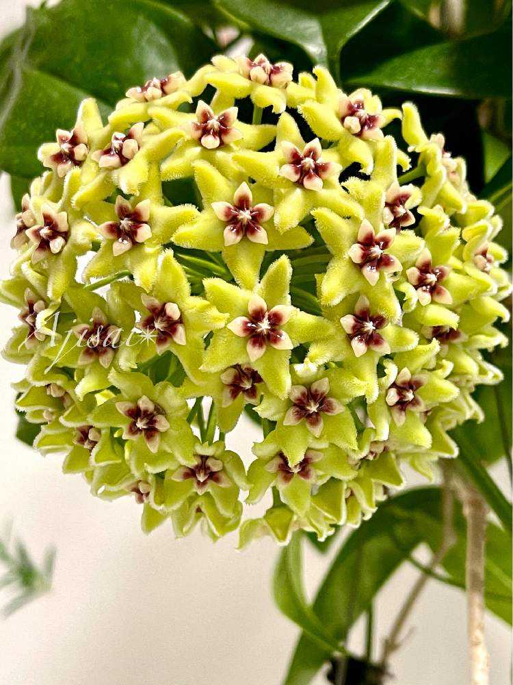 Hoya buotii ｡・:*:・ﾟ'☆,｡・:｜🍀GreenSnap（グリーンスナップ）