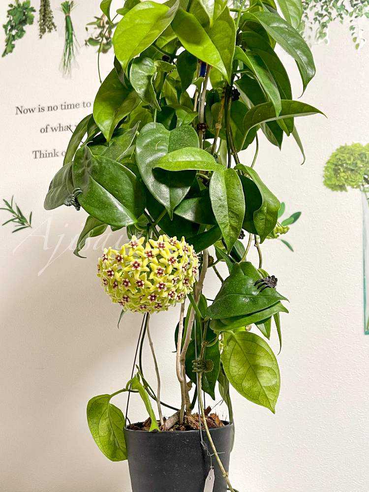 Hoya buotii ｡・:*:・ﾟ'☆,｡・:｜🍀GreenSnap（グリーンスナップ）