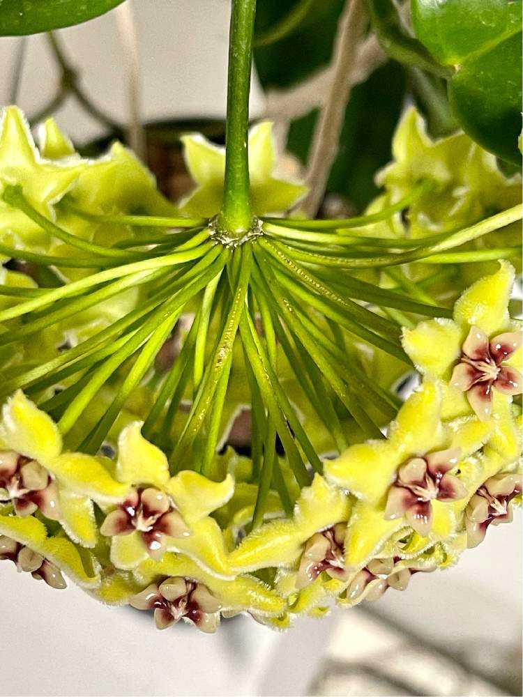 Hoya buotii ｡・:*:・ﾟ'☆,｡・:｜🍀GreenSnap（グリーンスナップ）