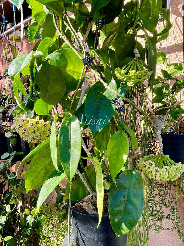 Hoya buotii ｡・:*:・ﾟ'☆,｡・:｜🍀GreenSnap（グリーンスナップ）