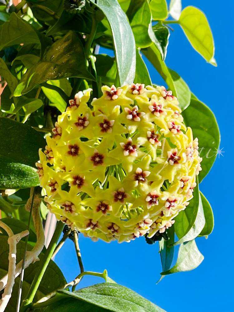 Hoya buotii ｡・:*:・ﾟ'☆,｡・:｜🍀GreenSnap（グリーンスナップ）