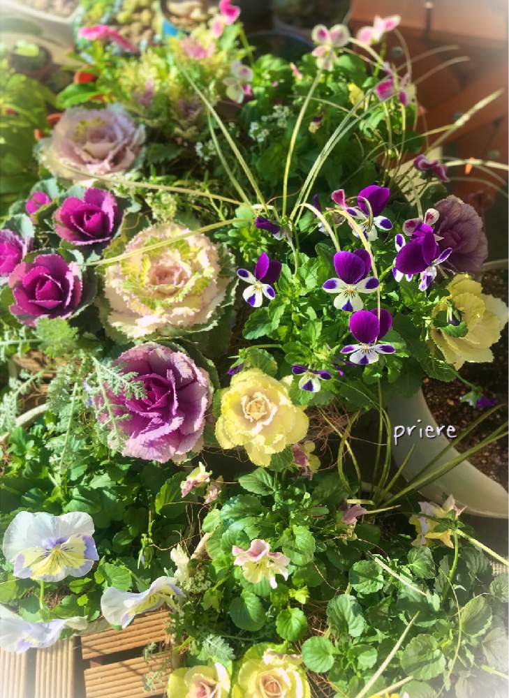 ミニ葉牡丹の投稿画像 By プリエレさん シルバーレースとビオラ ピンクラビットとビオラ ブルーラビットとビオラ バレリーヌのチュチュとウインターパーティと白竜とアリッサムと葉牡丹とおうち園芸とコロナ終息願う と今日のお花と花のある暮らしとgsアダルトチーム