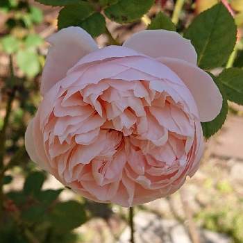 セント セシリアの投稿画像一覧 Greensnap グリーンスナップ