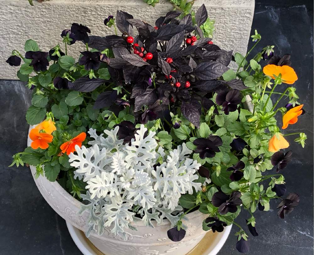 パンジー ビオラの投稿画像 By Coolpeechanさん シックな寄せ植えと黒い花とかっこいい と パンジー ビオラ 寄植えフォトコンテスト Cainzと通勤途中とビオラ寄せ植えと植物のある美容室と花と素敵な週末をとお花はいいなぁ 月12月4日 Greensnap グリーン