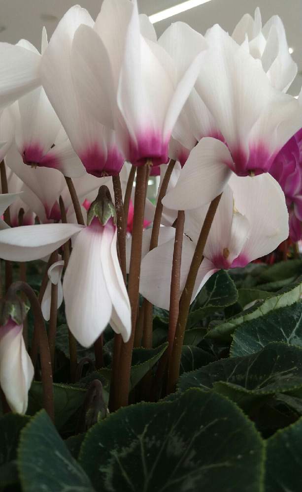 シクラメンの投稿画像 By ゆめ さん 綺麗 と今日もお疲れ様 といつかの出逢い花 と優しい花言葉と優しい花に癒やされてと花 のある暮らしとお花屋さんと白い花 月12月4日 Greensnap グリーンスナップ