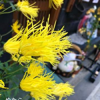 嵯峨菊の投稿画像一覧 Greensnap グリーンスナップ