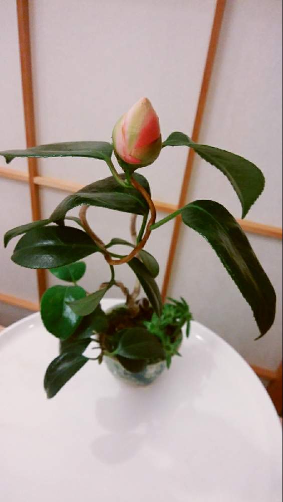 ツメレンゲの投稿画像 By High Rollerさん つばきと雲竜椿と多肉植物とスマホ撮影と和風ティストとミニ盆栽と小品盆栽と椿愛好家と盆栽と記録用 月12月4日 Greensnap グリーンスナップ