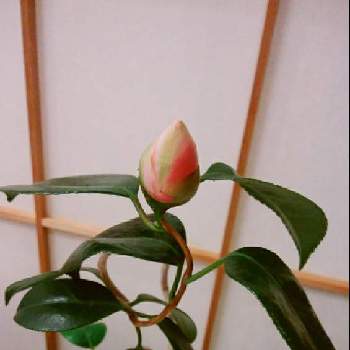 雲竜椿の投稿画像一覧 Greensnap グリーンスナップ