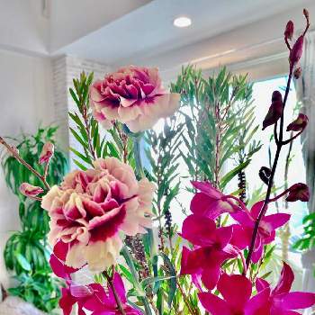 coolの画像 by アィリィさん | 部屋と観葉植物とcoolと今日のお花と生花と可愛いとお花