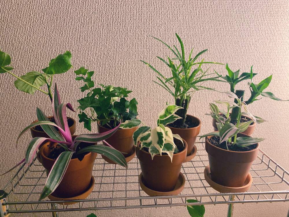 アイビーの投稿画像 By まさおじさん クロトンとウンベラータとベンジャミンとムラサキオモトとトラデスカンティア と観葉植物とダイソー 月12月4日 Greensnap グリーンスナップ
