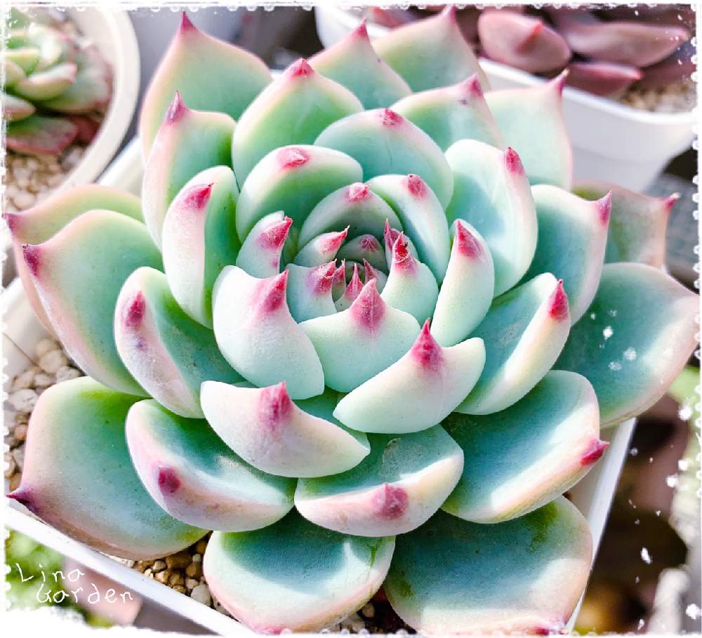 桃太郎の投稿画像 By Linaさん 多肉植物と紅葉する多肉と1 000万枚突破と多肉鉢植え苗ケース希望 月12月5日 Greensnap グリーンスナップ