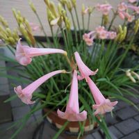 キルタンサス ・マッケニー,笛吹水仙,キルタンサス(笛吹水仙),モコ家エントランス,エントランスの画像