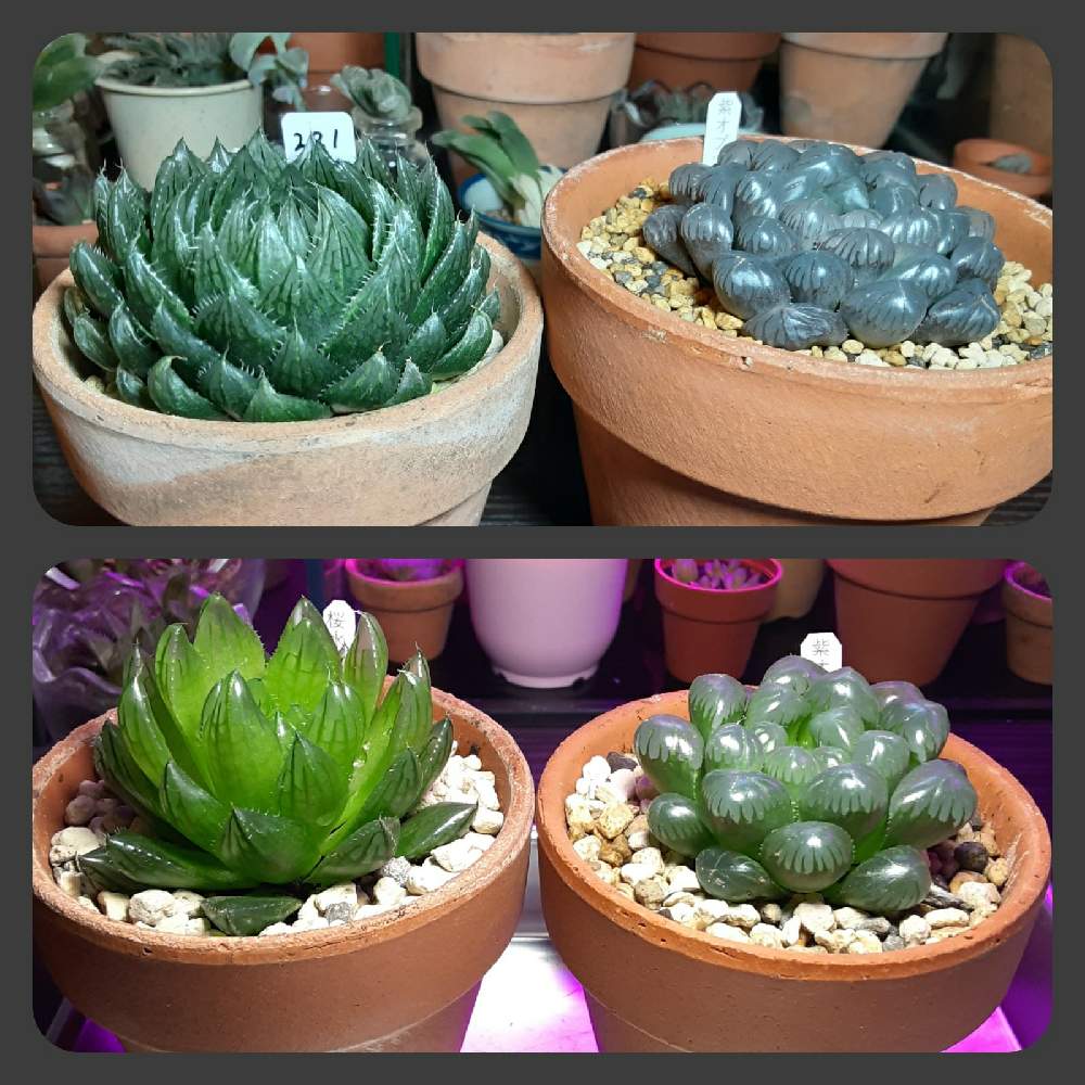 多肉植物の投稿画像 By 葉民さん 植物育成ライトとハオルチア属と黒腐土と多肉植物の育成と黒腐田土と植え替えと植中毒と多肉種と自作用土 月12月5日 Greensnap グリーンスナップ