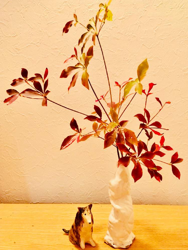 ドウダンツツジの投稿画像 By ツバキさん 一輪挿しと紅葉 と手作り花瓶と紅葉フォトコン 月12月5日 Greensnap グリーンスナップ
