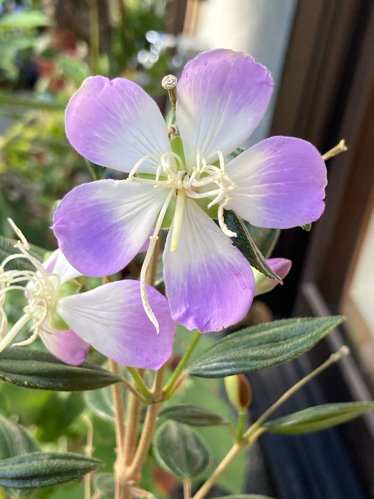 ノボタンの投稿画像 By Manabeさん ノボタン リトルエンジェルとティボウキナ属と半耐寒性と薄ムラサキと色が変化すると常緑低木とノボタン科 月12月5日 Greensnap グリーンスナップ