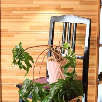 さくらベゴニア 根茎性ベゴニア クラシカウリス の投稿画像一覧 Greensnap グリーンスナップ