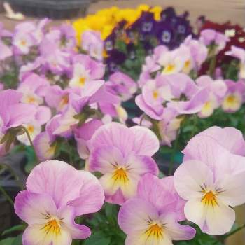 ビオラ ピンクレモンリップの投稿画像一覧 Greensnap グリーンスナップ