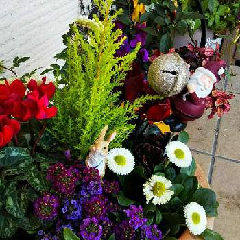 たのしいの画像 by Chieko☆さん | たのしいと殆ど病気薔薇吉とおうち園芸と可愛いと花のある暮らし