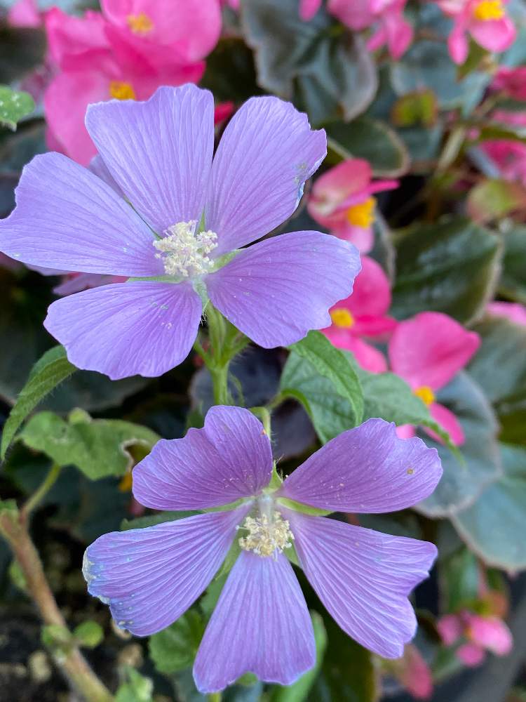 アノダ クリスタータの投稿画像 By さくら 彡さん 気温差に気をつけてねといいね コメントありがとうございます と寄せ植えと今日も元気にとおうち園芸と体調管理してねと春の準備中と鉢植えと癒し と花のある暮らしと頑張ってる花とアノダ クリスタータ