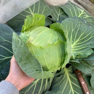 キャベツ 新藍,冬野菜,初めて育てます,苗から育てる,葉もの野菜の画像