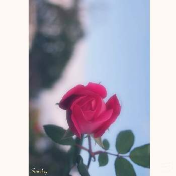 写真好きな人と繋がりたいの画像 by Senchanさん | お出かけ先と秋咲きの薔薇と花のある暮らしと写真好きな人と繋がりたいと服部緑地公園と写真好き
