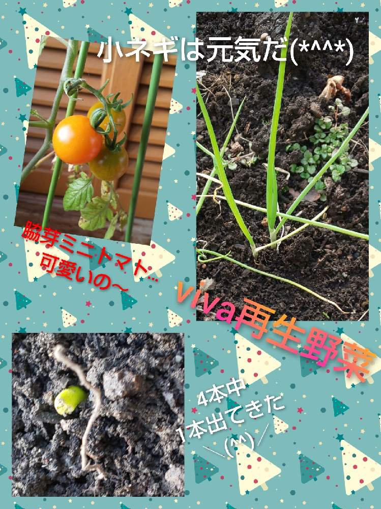 ミニトマトの脇芽の投稿画像 By Mintさん 再生小ネギと再生長ネギと家庭菜園とおうちde菜園とおうち園芸と再生野菜と脇芽と食べられるかな 月12月5日 Greensnap グリーンスナップ