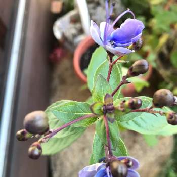 ブルーバタフライの投稿画像一覧 Greensnap グリーンスナップ