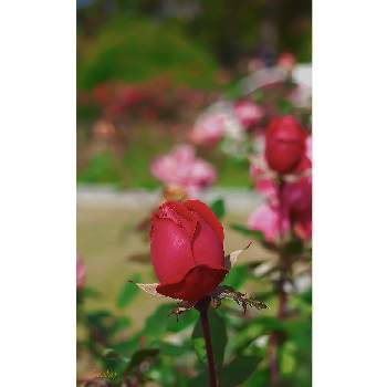 写真好きな人と繋がりたいの画像 by Senchanさん | お出かけ先と秋咲きの薔薇と花のある暮らしと写真好きな人と繋がりたいと服部緑地公園と写真好き