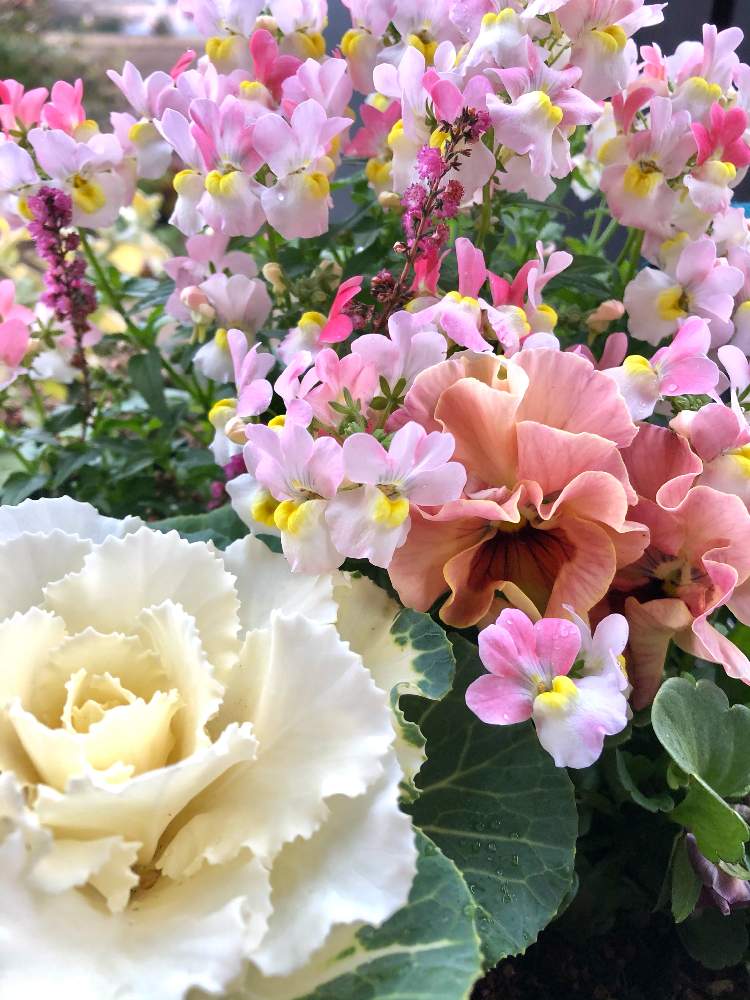 ネメシアメーテル グッピーの投稿画像 By モネさん 葉牡丹フレアホワイトとミニパンジー 春マンボーとカルーナブルガリスg紅と葉ボタンとネメシア可愛いといつもありがとう とピンクで元気にとおうち園芸とこれは実家へと春マンボー とグッピーってお魚 と可愛いと
