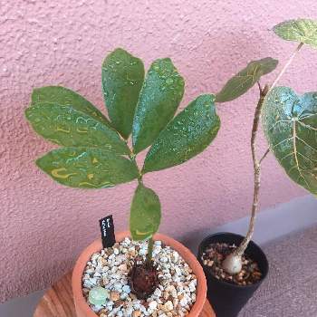 小林植物店の投稿画像一覧 Greensnap グリーンスナップ