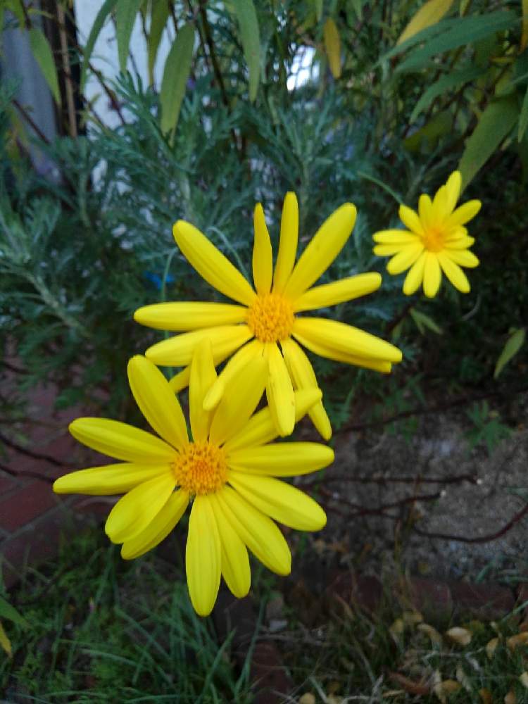 ユリオプスデージーの投稿画像 By Yukiyamaさん 月12月5日 Greensnap グリーンスナップ